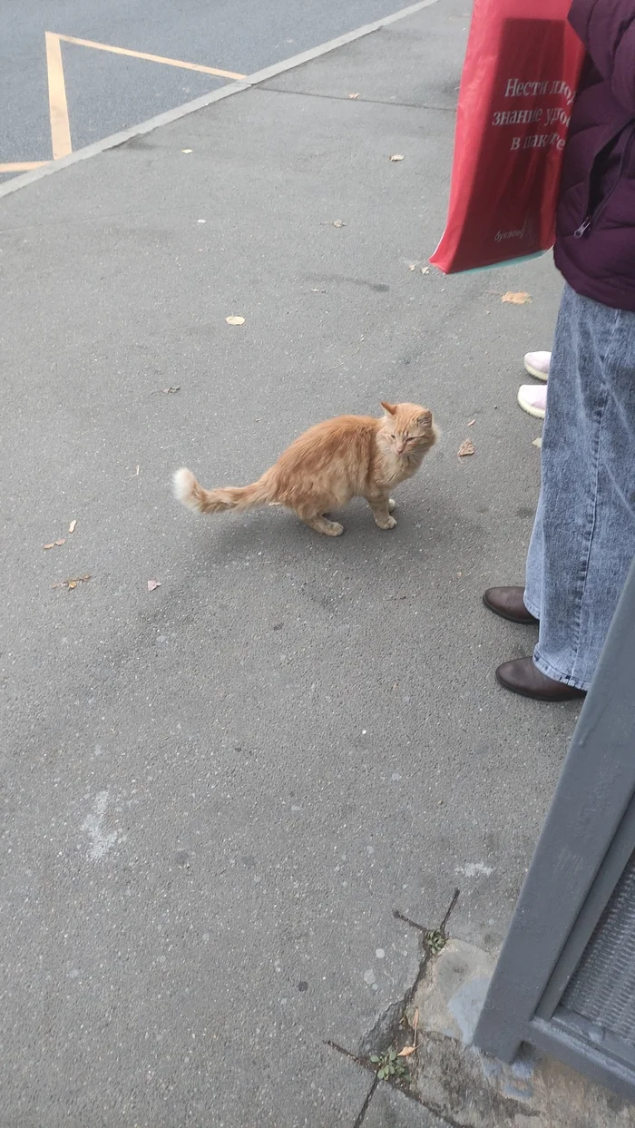 Ginger cat - Saint Petersburg, No rating, cat, Longpost