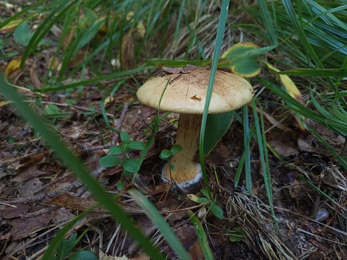 Colours of summer - My, Mushrooms, Mushroom pickers, Saint Petersburg, Leningrad region, Relaxation, Nature, Longpost