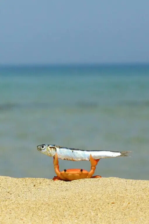 This photo is a real masterpiece! - The photo, Crab, Sea, Sand, Beach