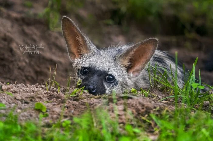 Aardwolf - Aardwolf, Hyena, Predatory animals, Wild animals, Zoo, The photo