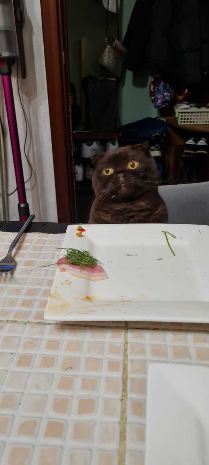 Кот обедать изволит