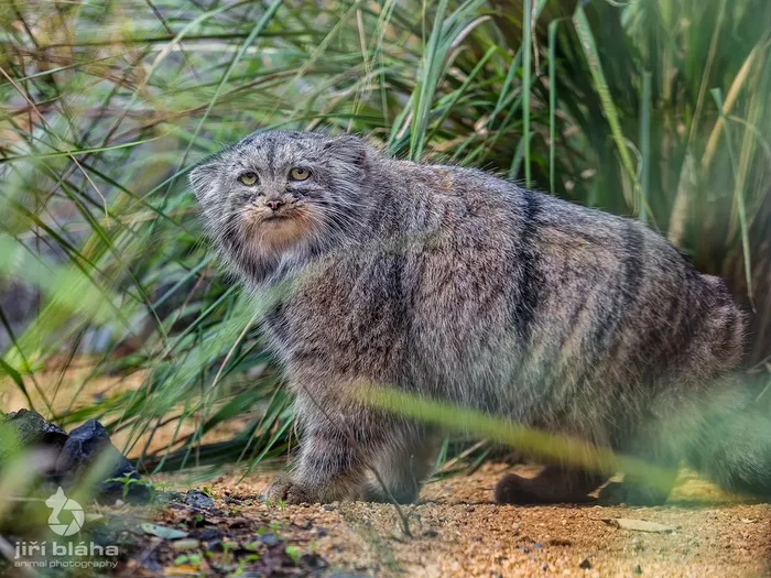 Agreed to pose - Predatory animals, Cat family, Wild animals, Zoo, Pallas' cat, Small cats, The photo, Facebook, Facebook (link)