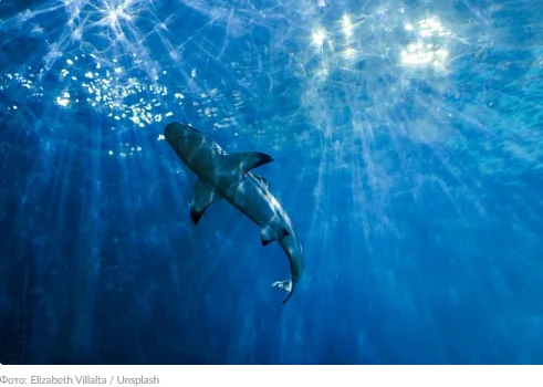 Picked on the wrong guy: Honduras farmer beats up shark that attacked him - Negative, Shark, Honduras, Attack, Revenge, news