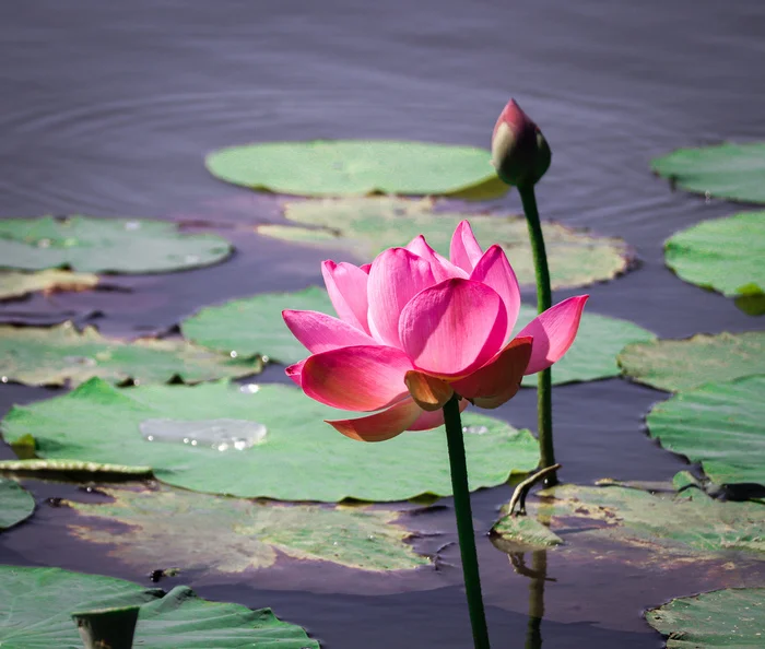 Flower of Peace - My, Lotus, Amur region, Harmony, beauty, Duck, Flowers, Lake, Antiquity, China, Longpost