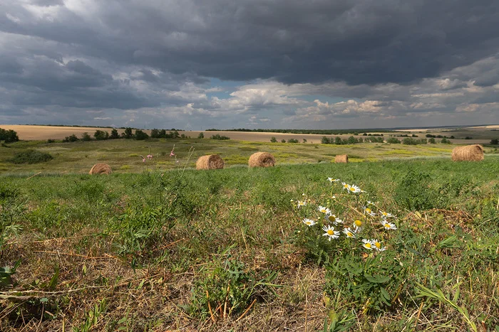 В начале июля - Моё, Степь, Ростовская область, Пейзаж