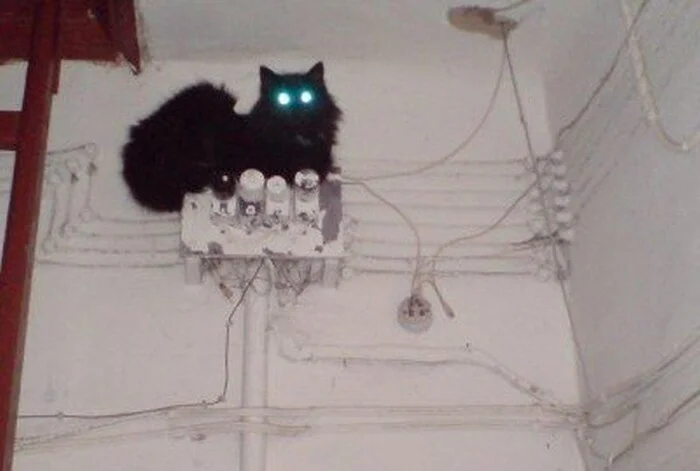 Help me understand the light indication of the shield - My, Electrician, Electricity, Need help with repair, cat