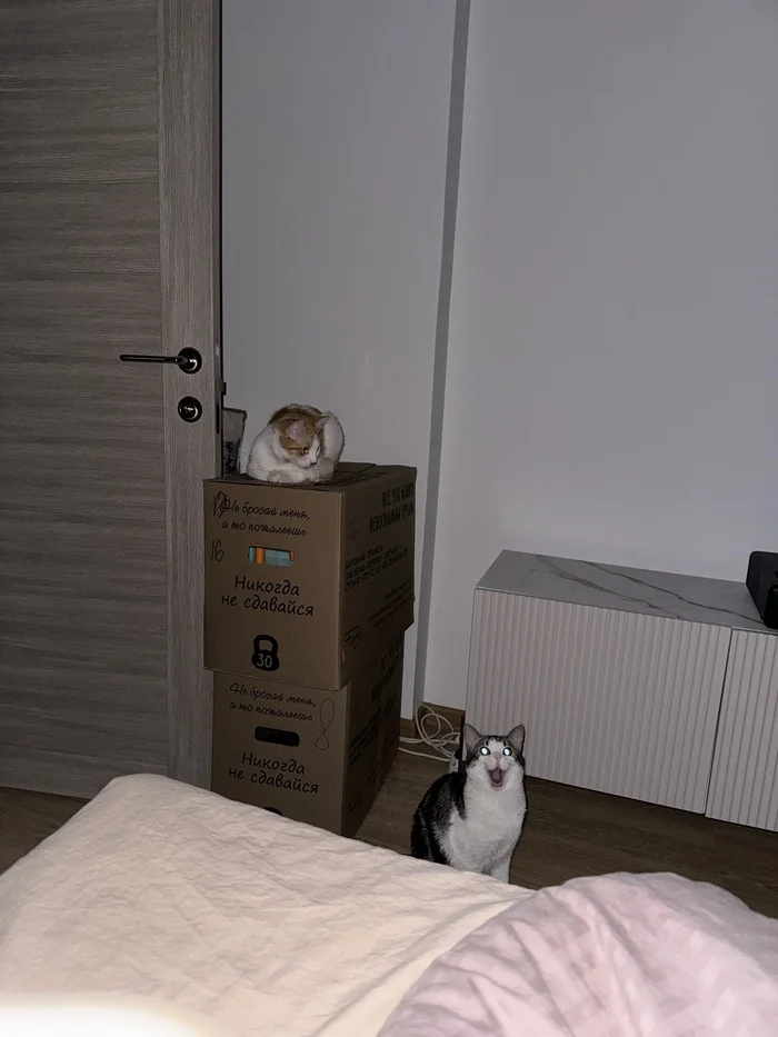 I decided to take a picture of a dark room with a flash. - My, cat, The photo, Longpost