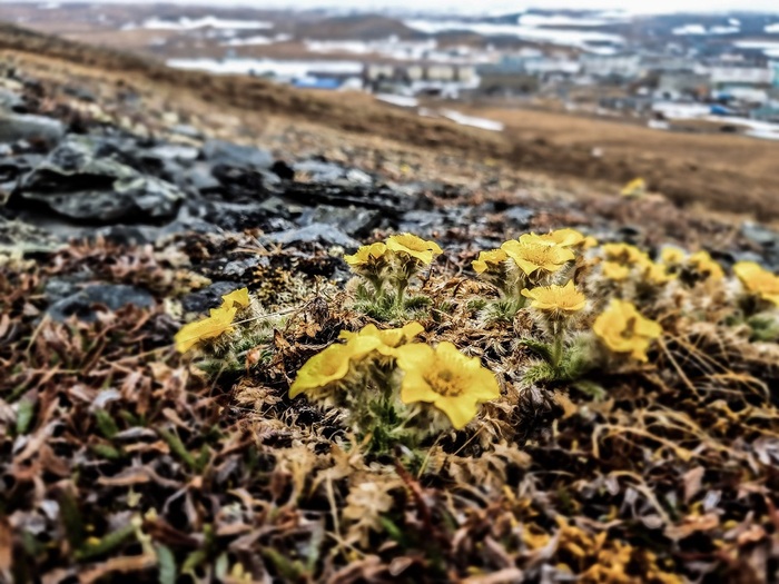 Тикси. Фото: <a href="https://pikabu.ru/story/kak_vyizhit_v_tiksi_11940523?u=https%3A%2F%2Fvk.com%2Fid544343831&t=%D0%9F%D0%B0%D0%B2%D0%B5%D0%BB%20%D0%98%D0%B2%D0%B0%D0%BD%D1%87%D0%B5%D0%BD%D0%BA%D0%BE%20%2F%20%D0%92%D0%9A%D0%BE%D0%BD%D1%82%D0%B0%D0%BA%D1%82%D0%B5&h=197dde2c596f0ecb571eadc8573541f610ebc5d0" title="https://vk.com/id544343831" target="_blank" rel="nofollow noopener">Павел Иванченко / ВКонтакте</a>