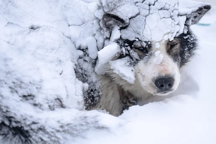 While I was sleeping, winter had already come - My, Travels, Fight for survival, Nature, Dog, Winter, Chukotka, Дальний Восток, Travel across Russia, Telegram (link)