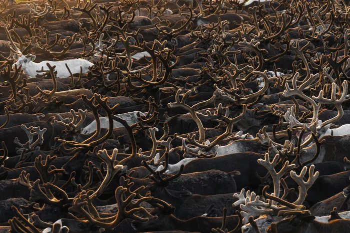 A herd of deer in Yamal - My, Travels, The nature of Russia, Nature, Travel across Russia, Animals, Deer, North, Rare view