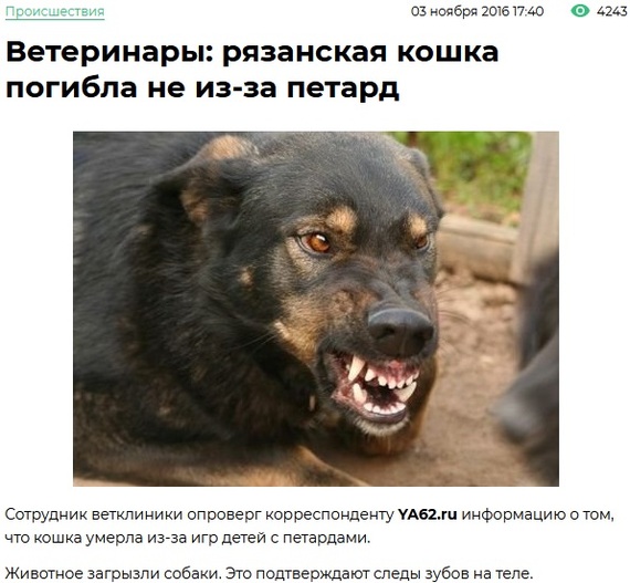 The news is old, but the situation is classic. - Screenshot, Stray dogs, Radical animal protection, Urban crazy, Negative