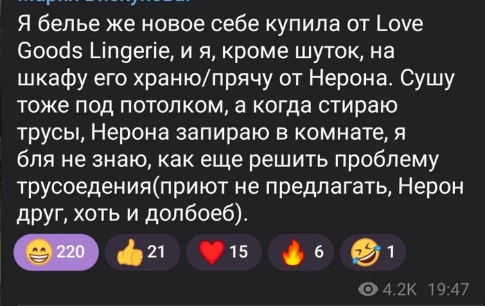 Пёс-трусоед - Домашние животные, Собака, Пудель, Нижнее белье, Скриншот, Мат