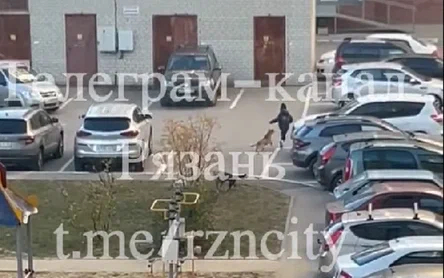 In Ryazan, a pack of stray dogs attacked a schoolboy on a playground - Dog attack, Negative, Stray dogs, Ryazan