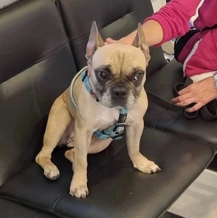 Mossy may have found a family! - My, French Bulldog, Dog, Text, In good hands, Found a home