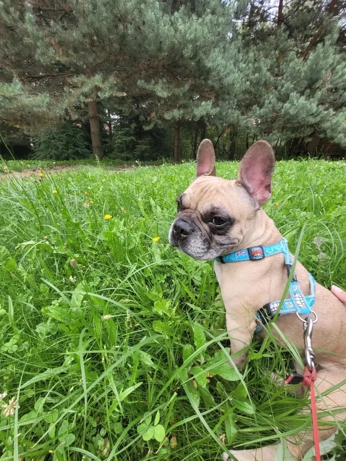 Charming French bulldog urgently looking for a home! - My, Bulldog, Dog, French Bulldog, Longpost, In good hands