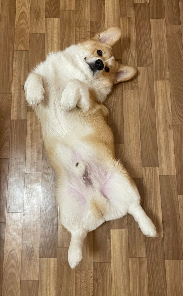 Корги Чарли