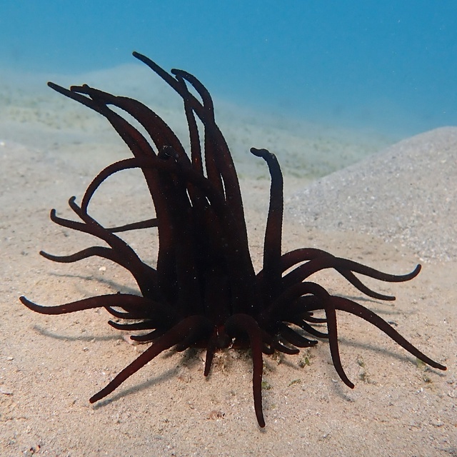 Pain from the Deep. Dofleinia armata - My, Pain, Injury, I, Toxins, Nature, wildlife, sea ??anemone, Polyps, Anemones, Tentacles, Sea, Ocean, Australia, Reef, Longpost