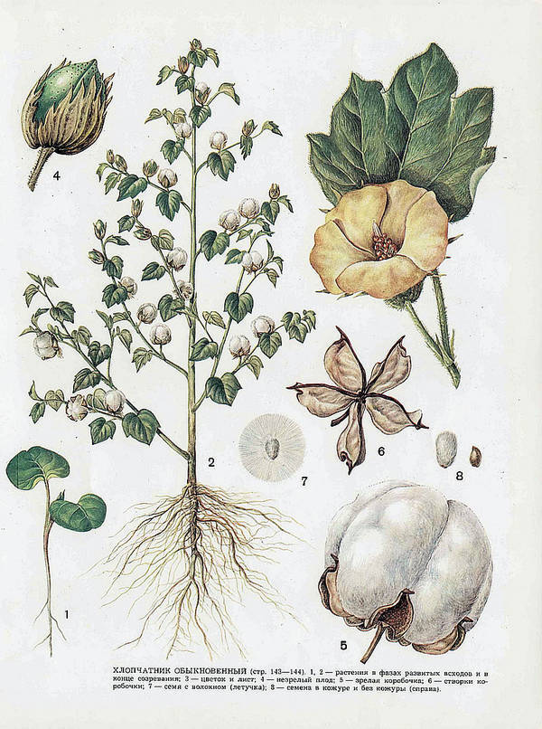 Cotton - My, Plants, Bloom, Botany, Entertaining botany, Cotton (fabrics and plant), Botanical Museum, Longpost, Botanical Museum of the Botanical Institute of the Russian Academy of Sciences, Botmuseum, Cotton