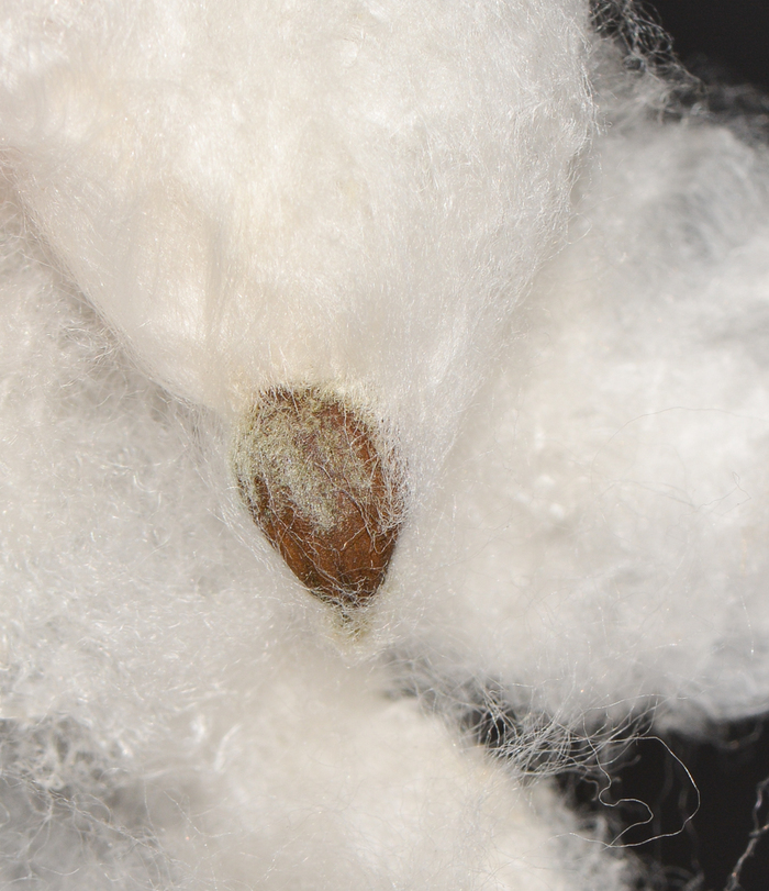  .   .    <!--noindex--><a href="https://pikabu.ru/story/khlopchatnik_11942165?u=http%3A%2F%2Fplantarium.ru&t=plantarium.ru&h=a99e55320aea562513d8f75971d3e7338d0dbe18" title="http://plantarium.ru" target="_blank" rel="nofollow noopener">plantarium.ru</a><!--/noindex-->.