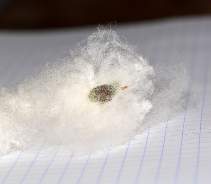  .   .    <!--noindex--><a href="https://pikabu.ru/story/khlopchatnik_11942165?u=http%3A%2F%2Fplantarium.ru&t=plantarium.ru&h=a99e55320aea562513d8f75971d3e7338d0dbe18" title="http://plantarium.ru" target="_blank" rel="nofollow noopener">plantarium.ru</a><!--/noindex-->.