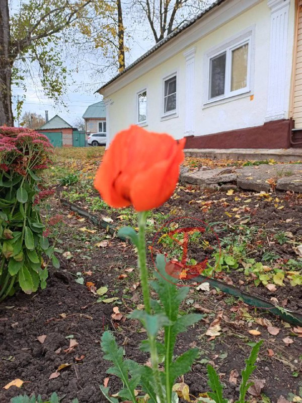 Blooming poppy - Poppy, Bloom, Plants, The photo, Tula region, Telegram (link)