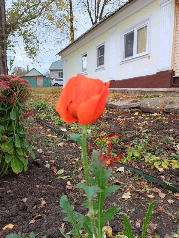 Blooming poppy - Poppy, Bloom, Plants, The photo, Tula region, Telegram (link)