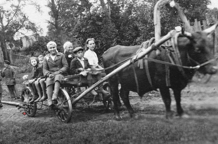 Горьковская область , 1943 год. Фото П. Мозжухина - СССР, 40-е, Великая Отечественная война, Колхозники, Черно-белое фото