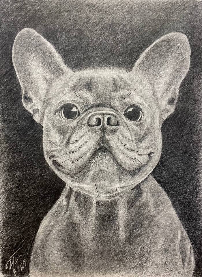 French Bulldog - My, Animalistics, Graphics