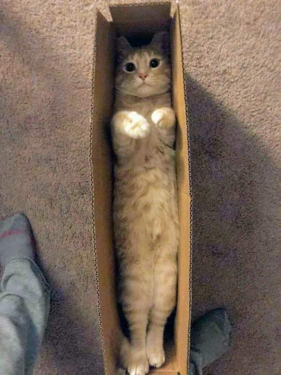 I ordered a cat on the marketplace, it was delivered in secure packaging - cat, Box, Package, Paws, Longcat