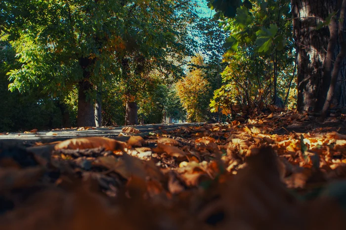 Autumn Rostov-on-Don - My, Autumn, The photo, Beginning photographer, Beautiful view, I want criticism, Longpost, Rostov-on-Don