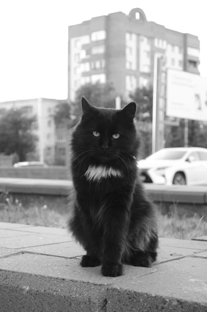 I decided to remember - My, The photo, Black and white, Photographer, Street photography, cat, Small cats, Pet the cat, Black cat