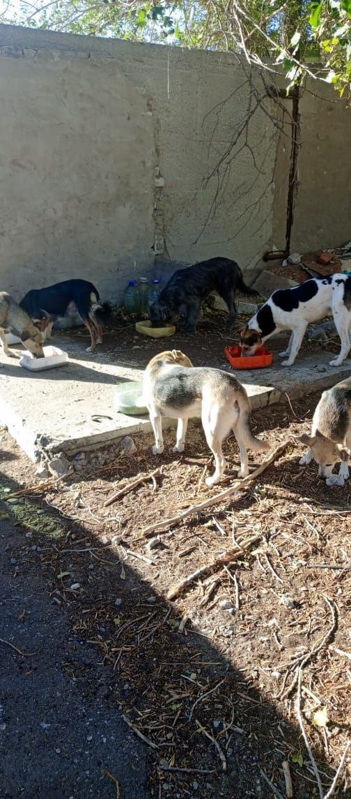 Astrakhan animal rights activists feed stray dogs - Stray dogs, Radical animal protection, Animal defenders, Telegram (link), Longpost