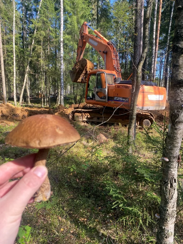 The last echoes of summer - My, Excavator, Mushrooms, Autumn, Saint Petersburg, Longpost