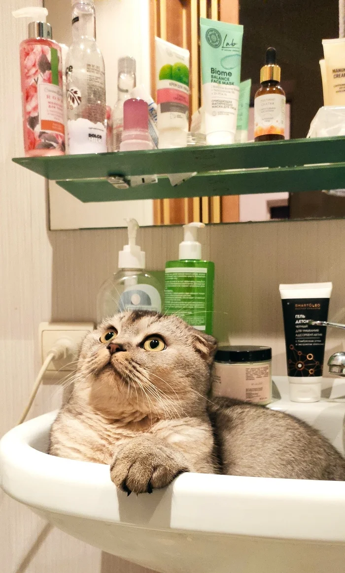 The cat tried to join the trend, but is afraid of macaroons - cat, Bathroom, Trend, Lies, Fluffy, Mat, Longpost