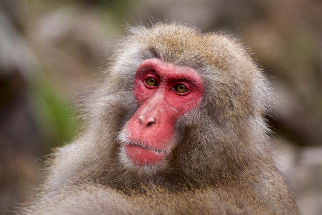 Scientists Grow New Visual Cells in Monkey Eyes, Possible Vision Restoration Breakthrough - Scientists, The science, Research