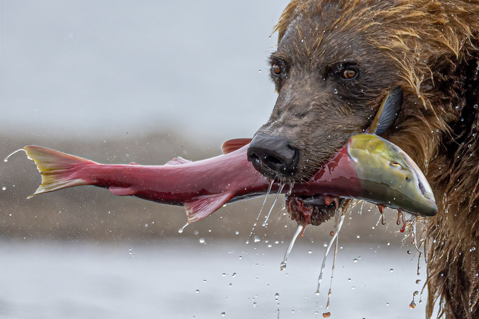 -Поймалась!