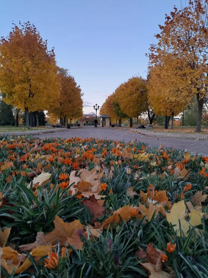 Colors of Autumn - My, Nature, Tree, Autumn, Mobile photography, Longpost