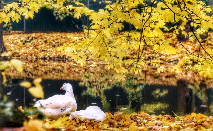 Гуси парковые