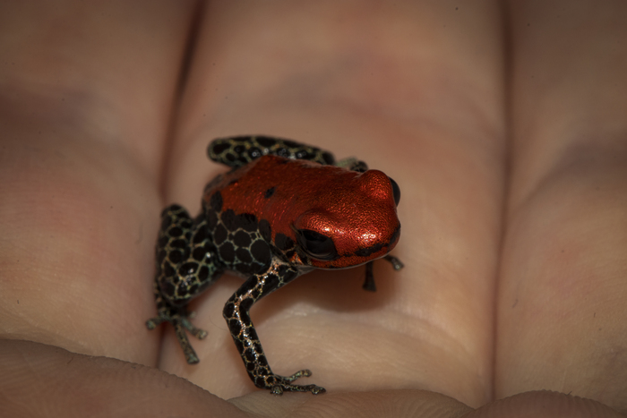 Ranitomeya reticulata |   ,  , , , ,  ,  , Canon, 