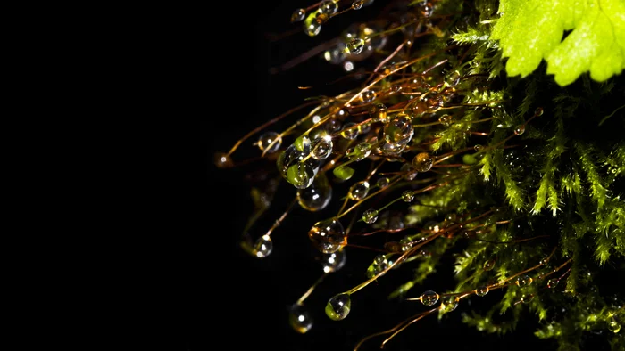 Water drops on moss #2 - My, The photo, Planet Earth, Photographer, Moss, beauty, Canon, Beautiful view