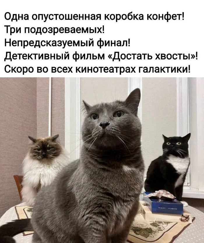 Фильм, который я посмотрю - Картинка с текстом, Кот, Юмор, Плакат, Мемы, Telegram (ссылка)