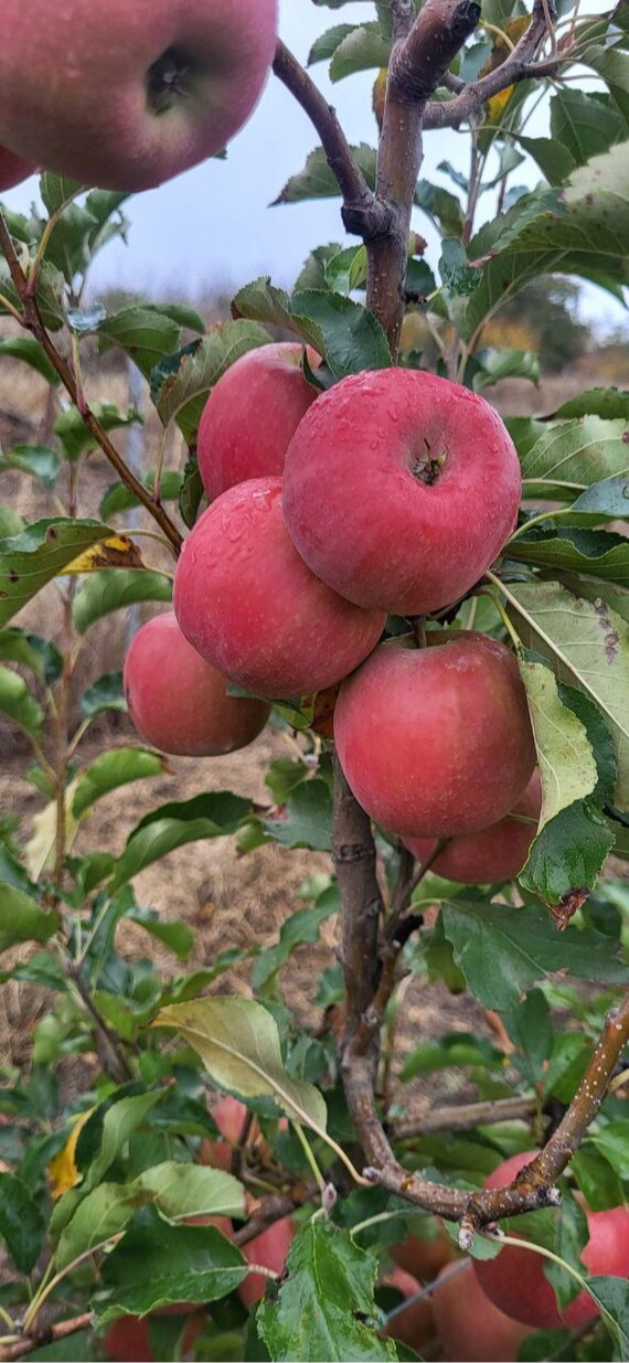    &quot; &quot;.  2024