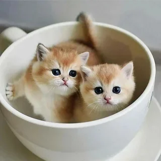 Would you like a cup of MEOWKAO? - Picture with text, Memes, Milota, Images, Humor