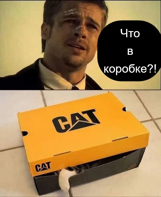 Quantum superposition)) - Brad Pitt, Shroedinger `s cat, The quantum physics, cat, Picture with text