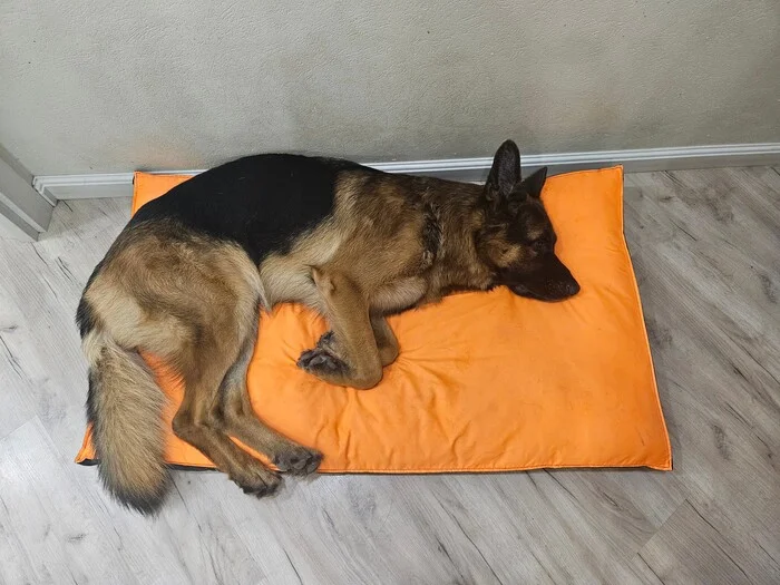 Dog/kangaroo/dinosaur Rex? - My, Pets, Dog, German Shepherd, Dream, Relaxation, Tail, Smile, The photo