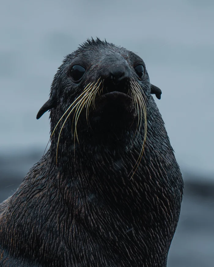 When I grew a moustache - My, Milota, Humor, Animals, Nature, Funny animals, The nature of Russia, Fur seal, Travels, Travel across Russia, In the animal world, The photo