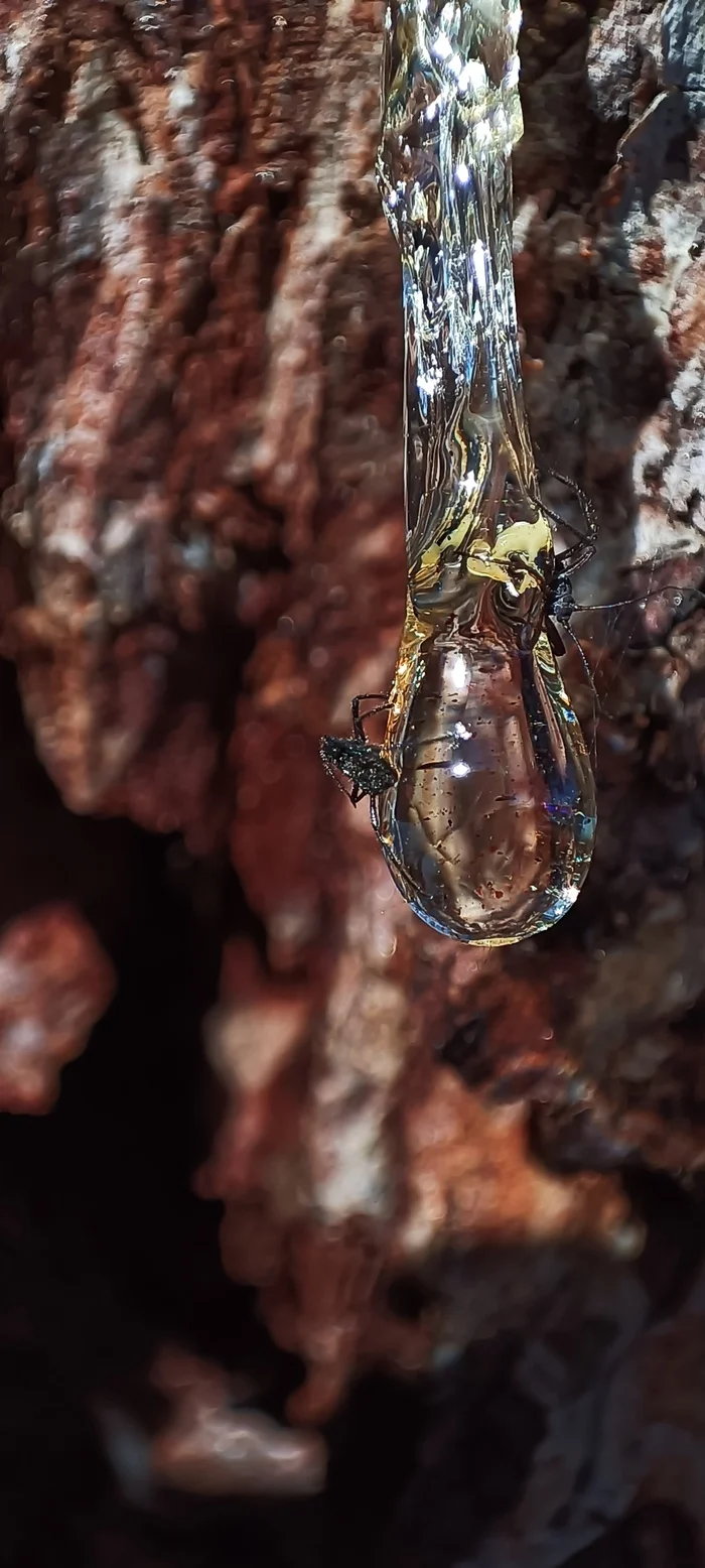 Illustration of how amber stones with insects inside appear in nature - My, Insects, Plants, Macro photography, Amber, Resin, Nature, Longpost