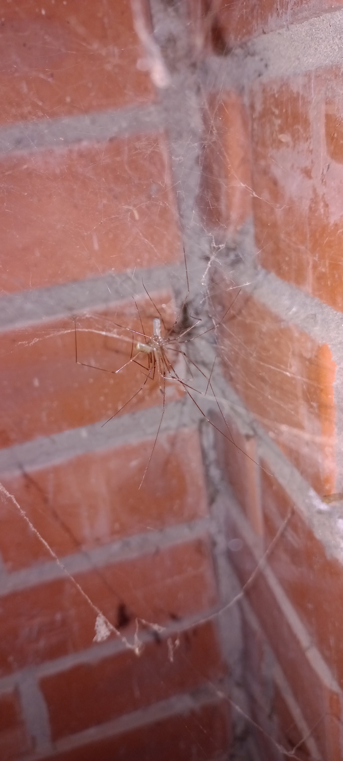 Грубая паучья ебля без цензуры, только не зовите модератора. Тсссс!