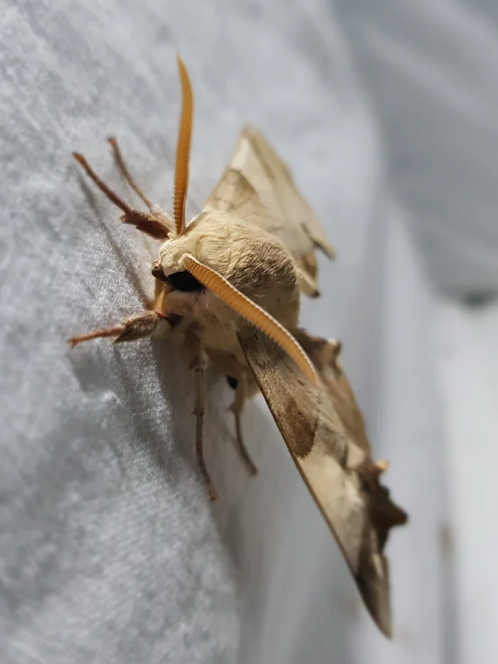 My fourth hunt - My, Insects, Butterfly, Жуки, Catching, Light, Macro photography, Entomology, Informative, Longpost