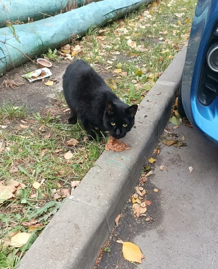 Black cat. Moscow - My, No rating, Black cat, Found a cat, In good hands, Lost, Pets, Moscow, cat